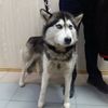animal