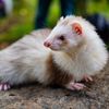 animal