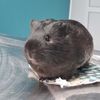 animal