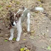 animal