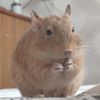 animal