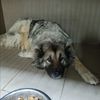 animal