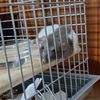 animal