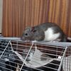 animal