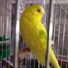 animal