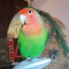 animal