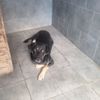 animal