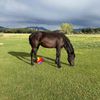 animal