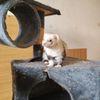 animal