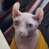 animal
