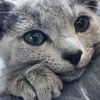 animal