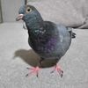 animal