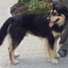 animal