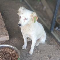 animal-photo