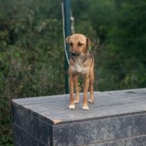 animal-photo
