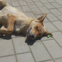 animal-photo
