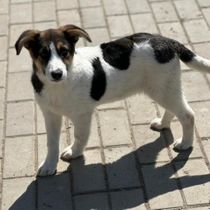 animal-photo