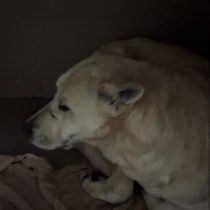 Мелісента-202