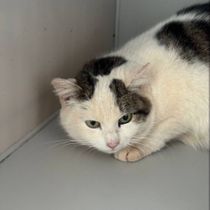 Пампушка-117