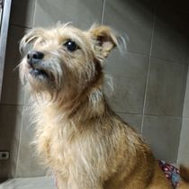 Цукринка-007