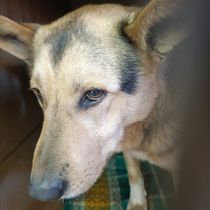 Малий Джек-005