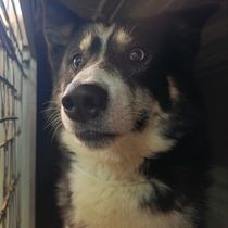 Корделіус-707