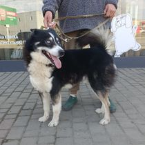 Корделіус-707