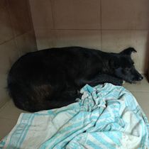 Пенелопа-109