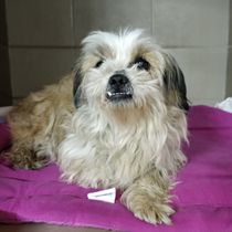 Маргарет-025