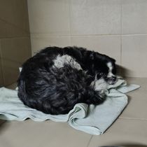 Кльопчик-010