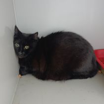 Чорнушка-366