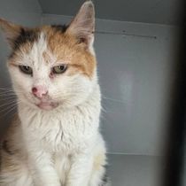 Маруська-400