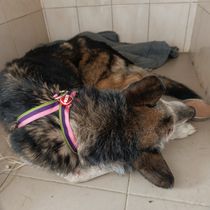 Професор-240