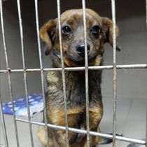 Чорничка-028