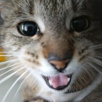 Котя-805