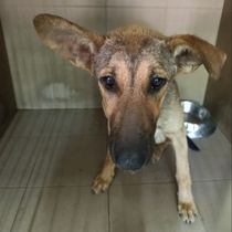 Нана-029