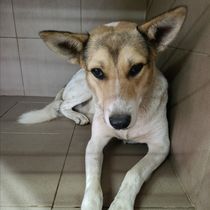 Ерік -015