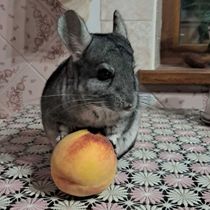 Велюр