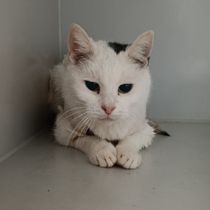 Ася-1234
