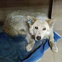 Кора-456