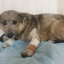 Пічалька-024