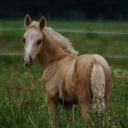 animal
