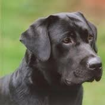 animal