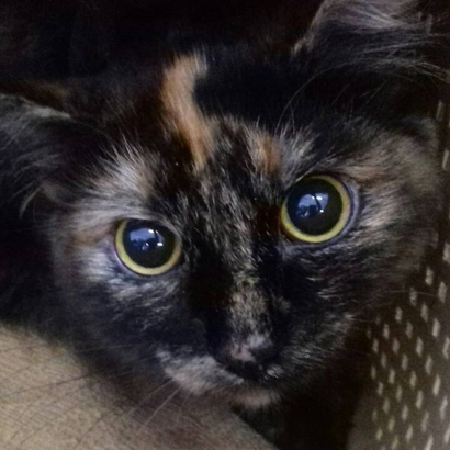 animal