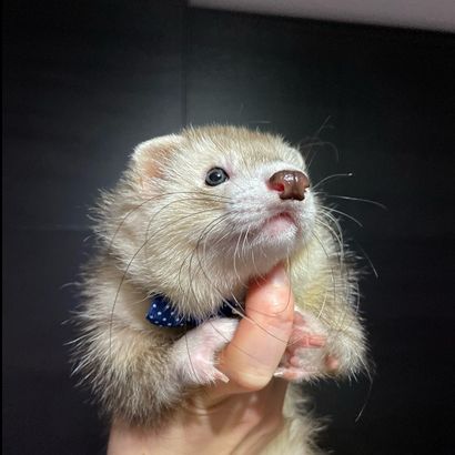 animal