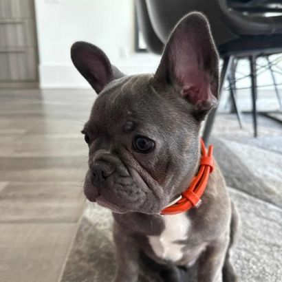 animal