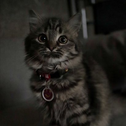 animal