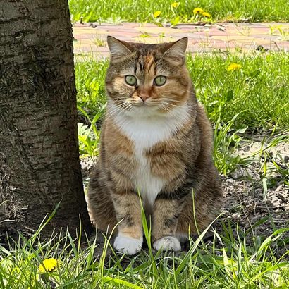 animal