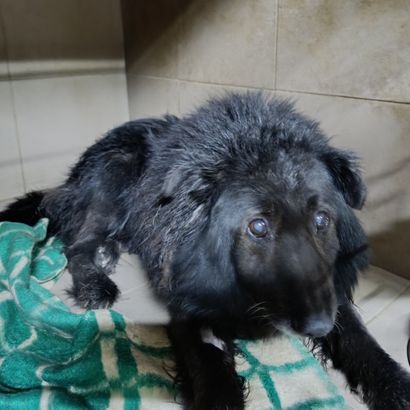 Вовчок -111