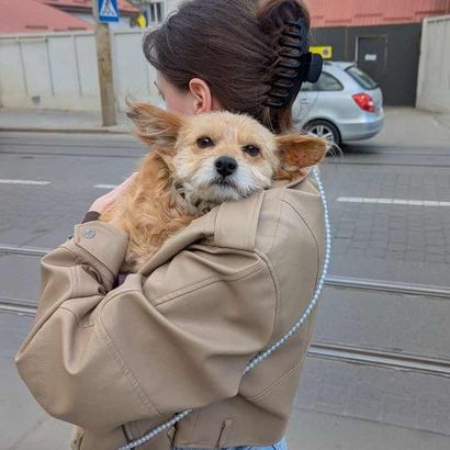 Тафі